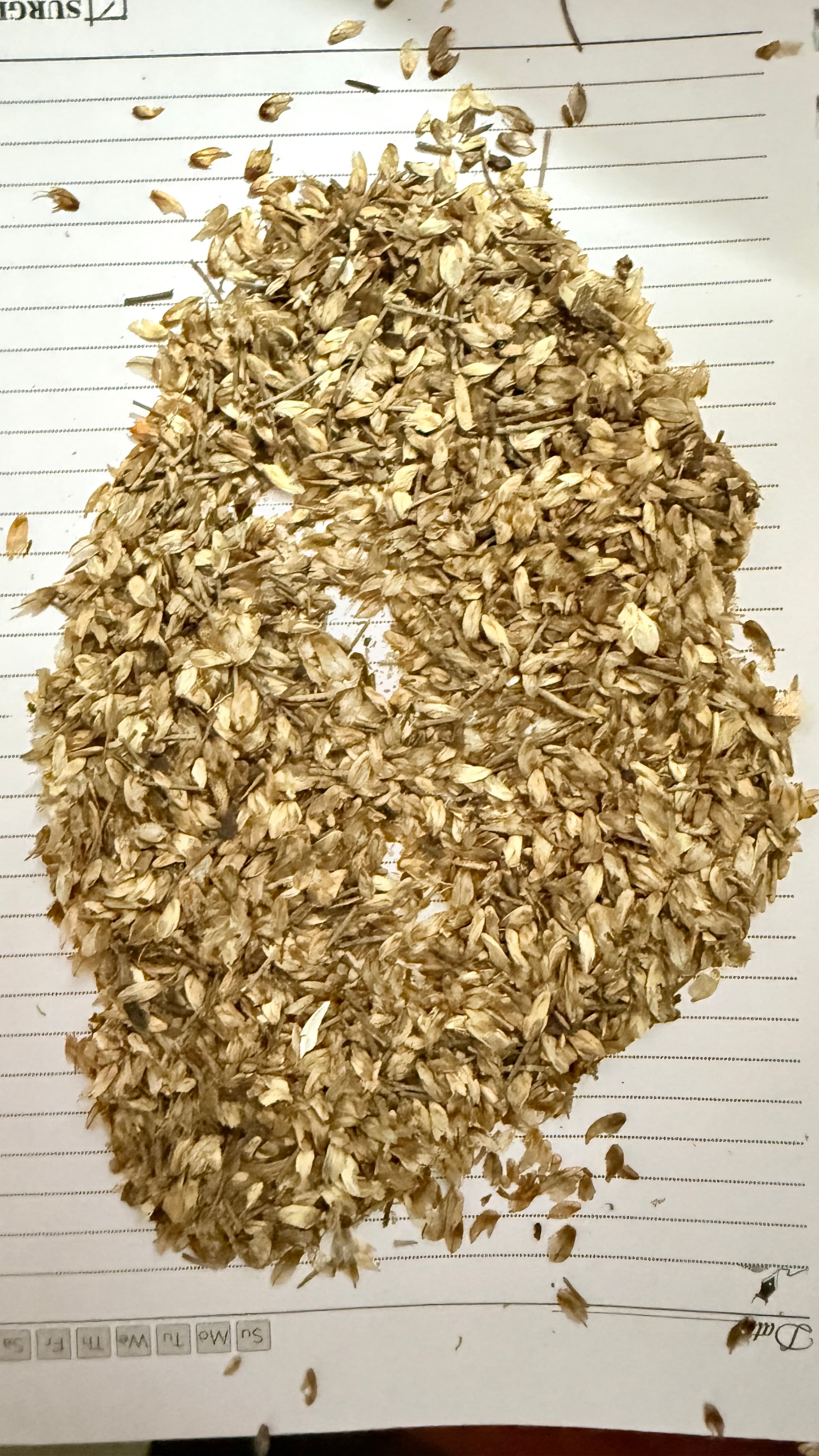 Casuarina
